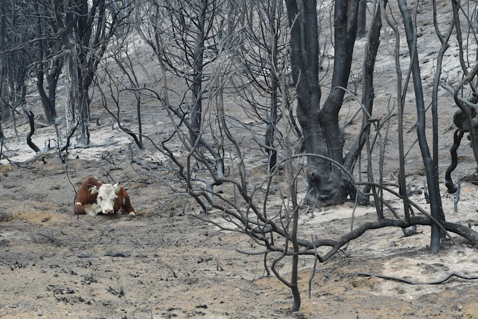 Study: Human-Caused Warming Made Devastating Wildfires In Chile And Argentina Far More Likely