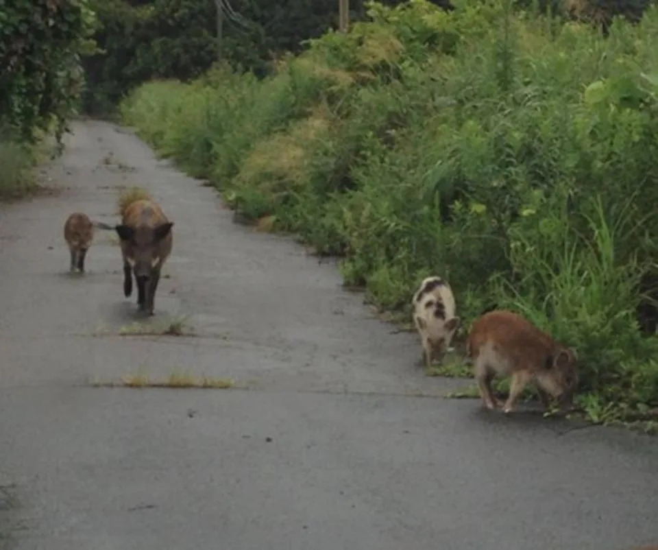 Otkrivena genetska tajna rasta hibrida svinja i vepra u Fukushimi
