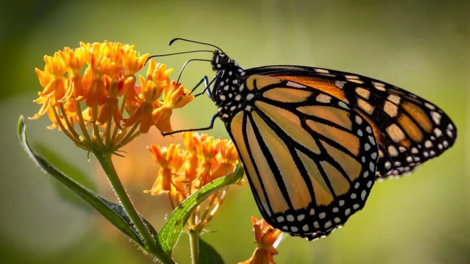 Dekodiranje Lepidoptera: Kako Project Psyche Sekvencira Više Od 11.000 Genoma Da Spasi Moljce I Leptire