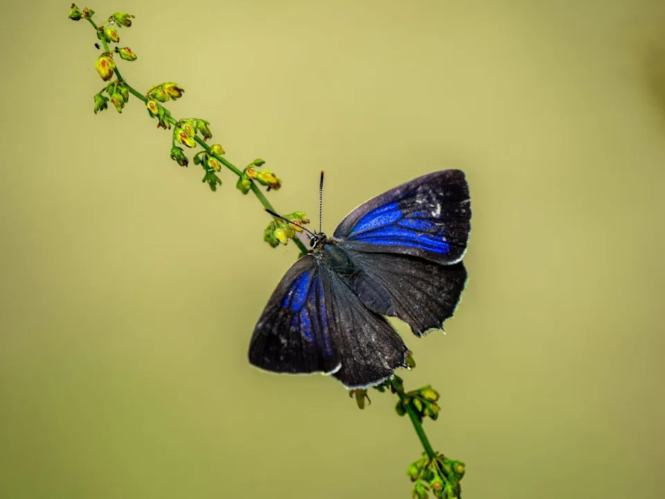Dekodiranje Lepidoptera: Kako Project Psyche Sekvencira Više Od 11.000 Genoma Da Spasi Moljce I Leptire