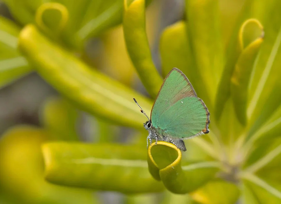 Dekodiranje Lepidoptera: Kako Project Psyche Sekvencira Više Od 11.000 Genoma Da Spasi Moljce I Leptire