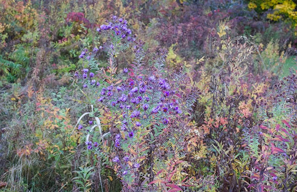 Snovi bumbara u jesen: kako asteri pružaju utehu i poslednji obrok