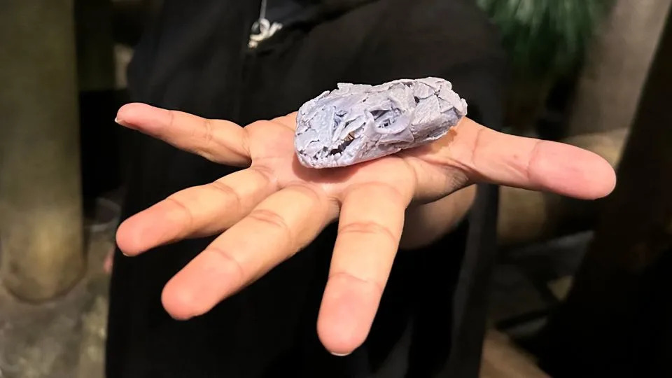 Otkrivena lobanja Tyrannoroter heberti: Rani kopneni biljojed star oko 307 miliona godina