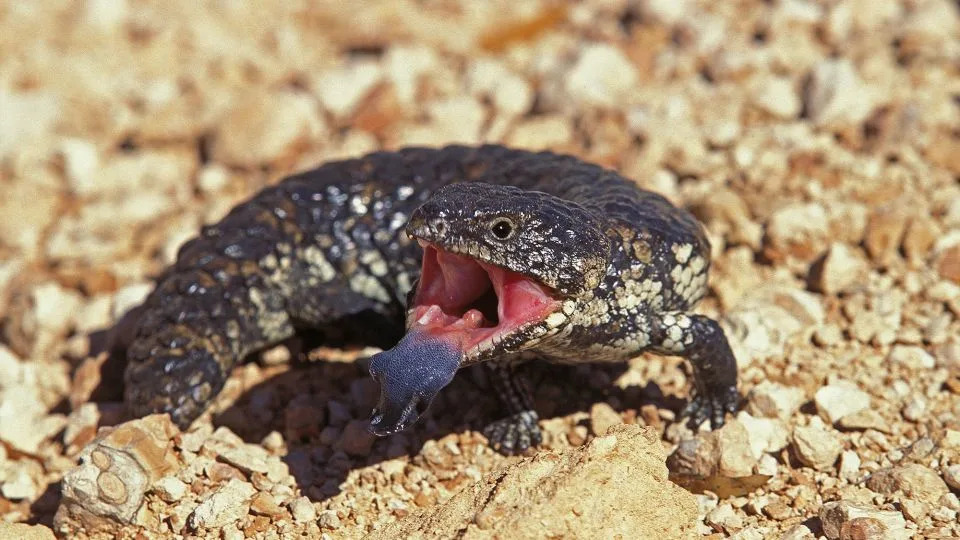 Otkrivena lobanja Tyrannoroter heberti: Rani kopneni biljojed star oko 307 miliona godina