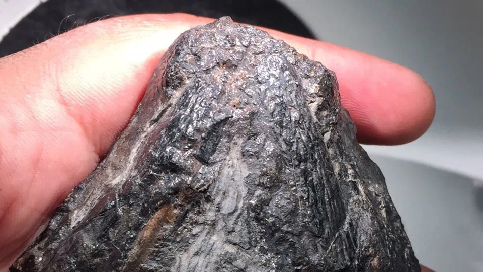 Otkrivena lobanja Tyrannoroter heberti: Rani kopneni biljojed star oko 307 miliona godina