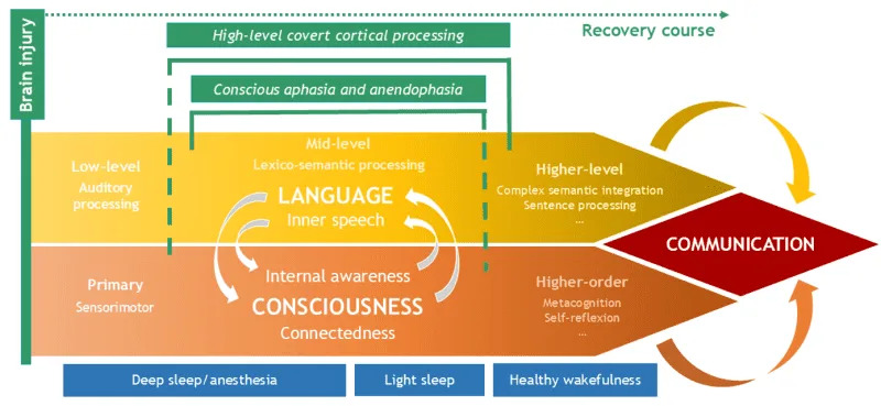 Skrivena uloga jezika u svesti — kako reči oblikuju doživljaj i oporavak mozga