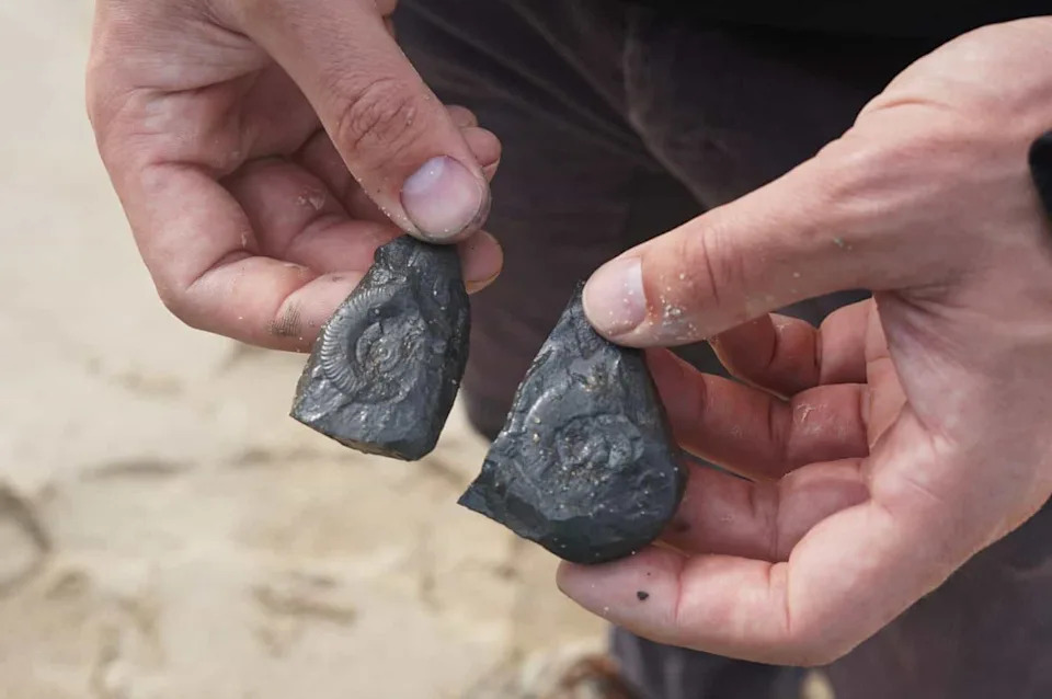 Mali jurski vodozemac iz Portugala menja istoriju evolucije — Nabia civiscientrix