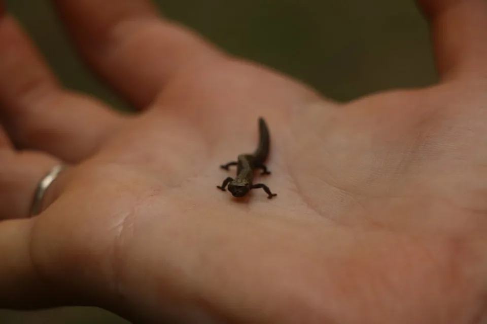 Mali jurski vodozemac iz Portugala menja istoriju evolucije — Nabia civiscientrix