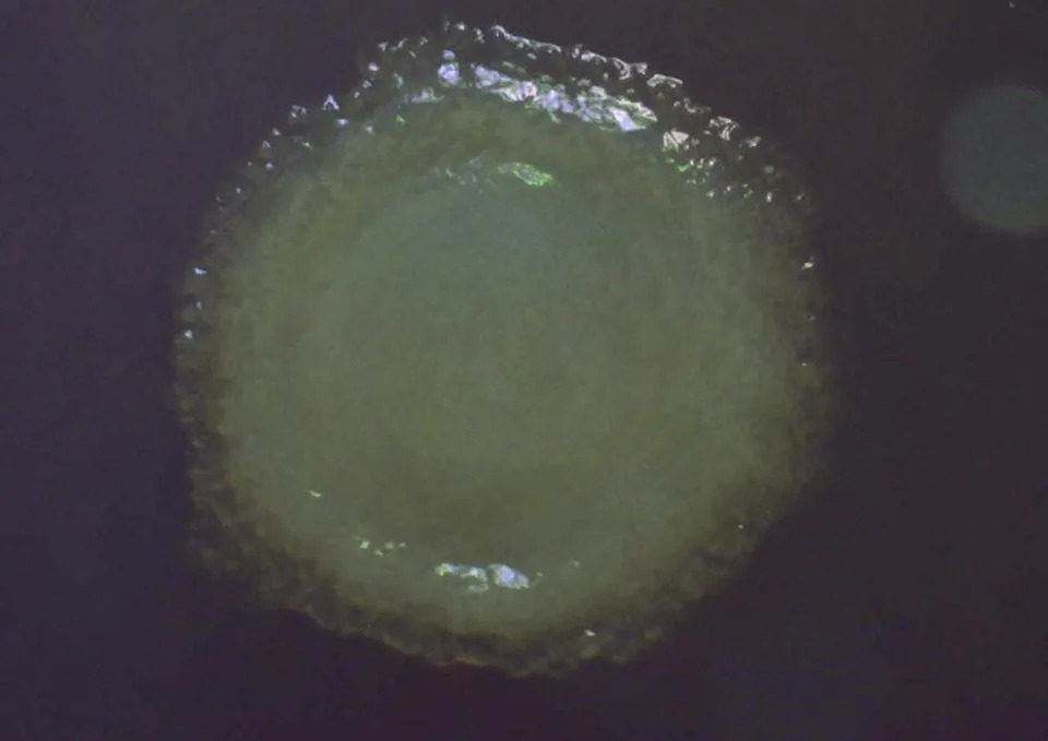 26 novih mikroba iz 40.000 godina starog permafrostu na Aljasci — potencijal za biotehnologiju u ekstremnoj hladnoći