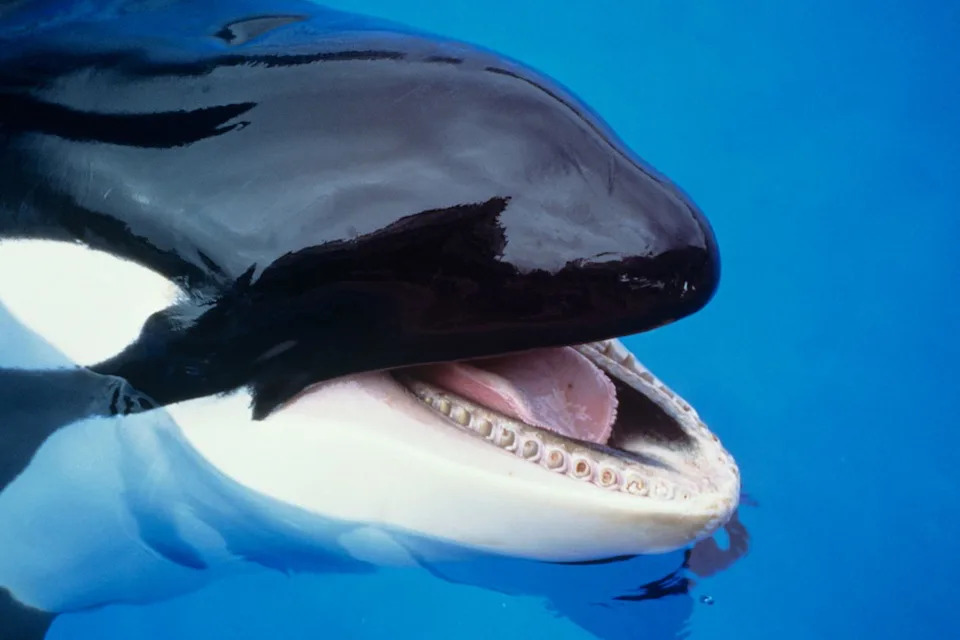 Iberijske orke mogle bi imati sopstveni 'dijalekt' — prvi akustički katalog otkriva četiri tipa poziva