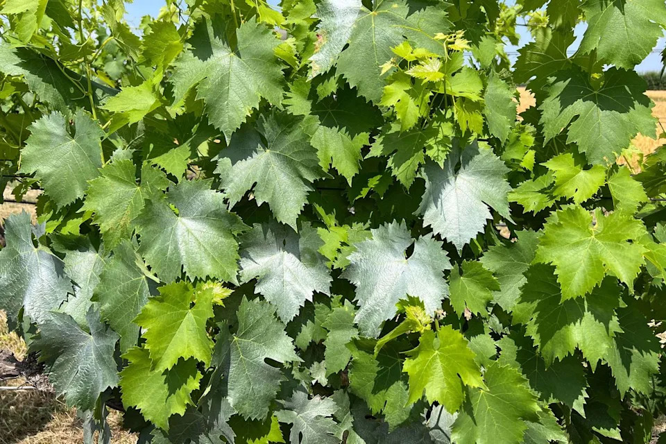 SafeWax — Biljni Premaz Koji Može Smanjiti Upotrebu Pesticida Za Najmanje 50%