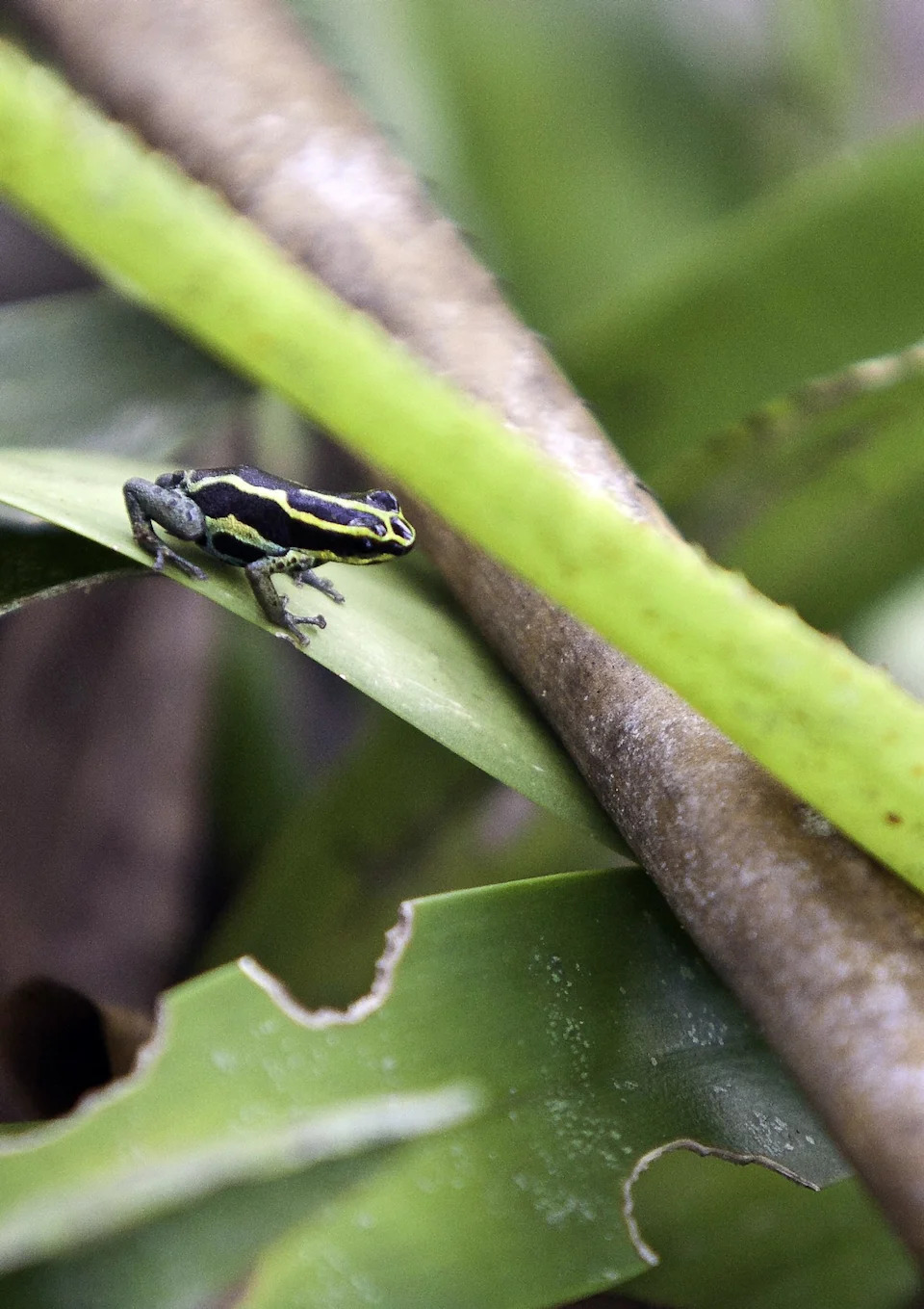 Atentat žabom? Izveštaj o epibatidinu ponovo otvara pitanja o smrti Alekseja Navaljnog