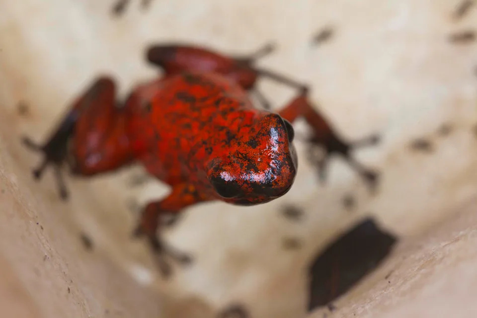 Atentat žabom? Izveštaj o epibatidinu ponovo otvara pitanja o smrti Alekseja Navaljnog