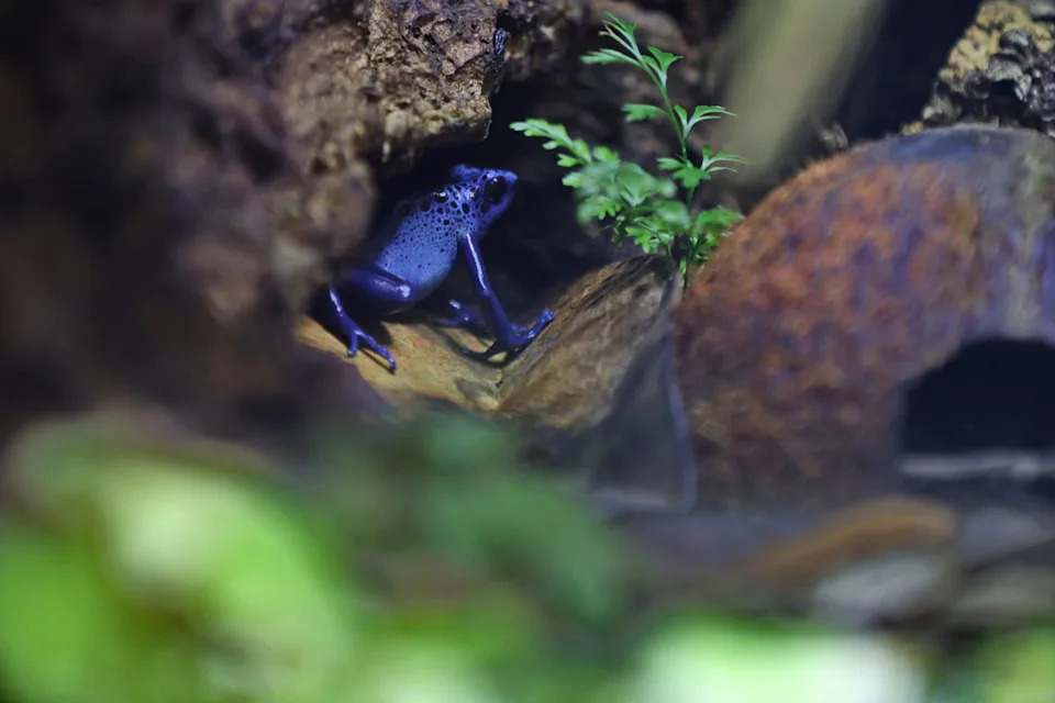 Atentat žabom? Izveštaj o epibatidinu ponovo otvara pitanja o smrti Alekseja Navaljnog