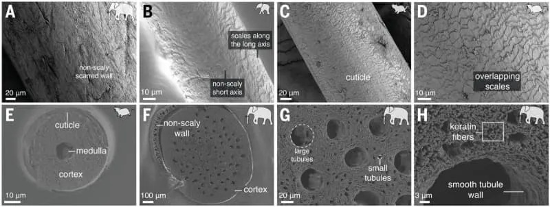 Kako slonovi 'osećaju' surlu: Brkovi kao ugrađeni senzori dodira