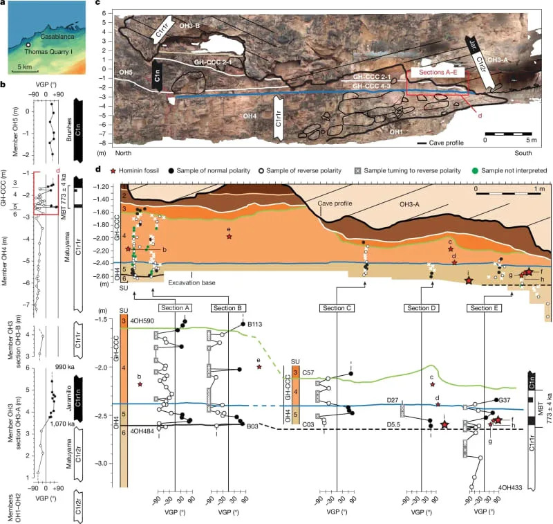 Marokanski fosili stari 773.000 godina: precizno datiranje i tragovi razdvajanja Homo, neandertalaca i denisovana