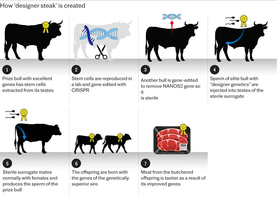 Super-odresci iz „dizajniranih” bikova: kako surrogatni bikovi mogu promeniti industriju govedine