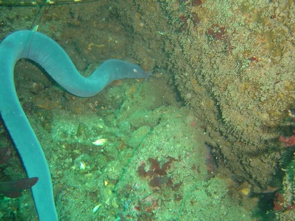 Hagfish: Sluzavo bioinženjersko čudo okeana koje inspiriše održive materijale