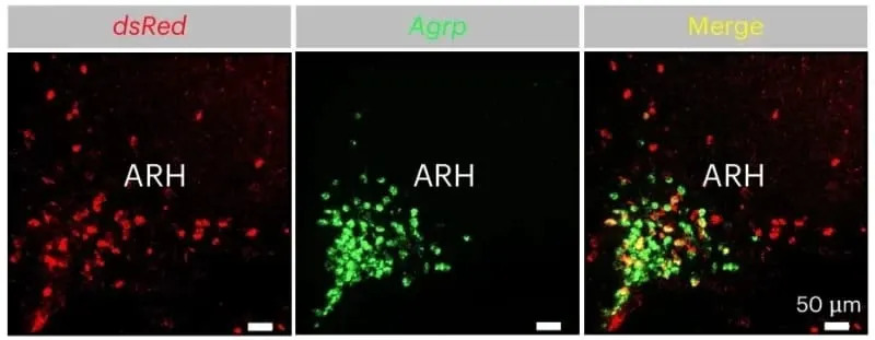 Znojenje Koje Utišava Glad: Molekul Lac‑Phe Smanjuje Apetit Kod Miševa