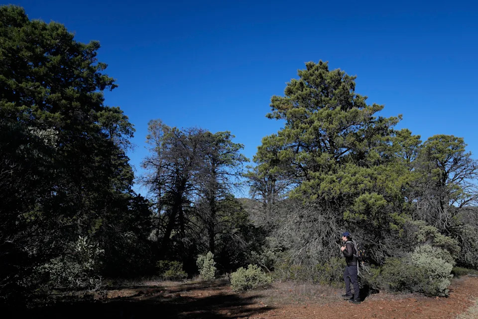 Više od pečurki: Kako građanski naučnici pomažu očuvanju gljiva