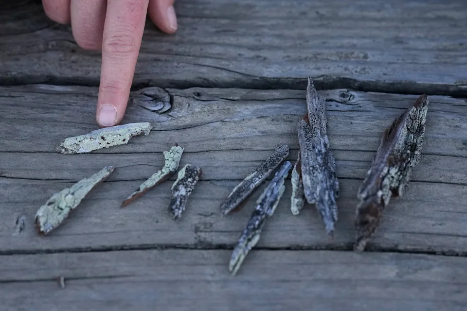 Više od pečurki: Kako građanski naučnici pomažu očuvanju gljiva