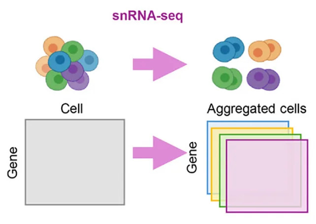 Prva ćelijska karta genetske regulacije Alchajmerove bolesti otkriva skrivene interakcije i potencijalne ciljeve za terapije