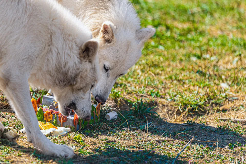 Colossal: De-izumiranje Kao Alat Za Konzervaciju, Ne Samo Naučni Šou