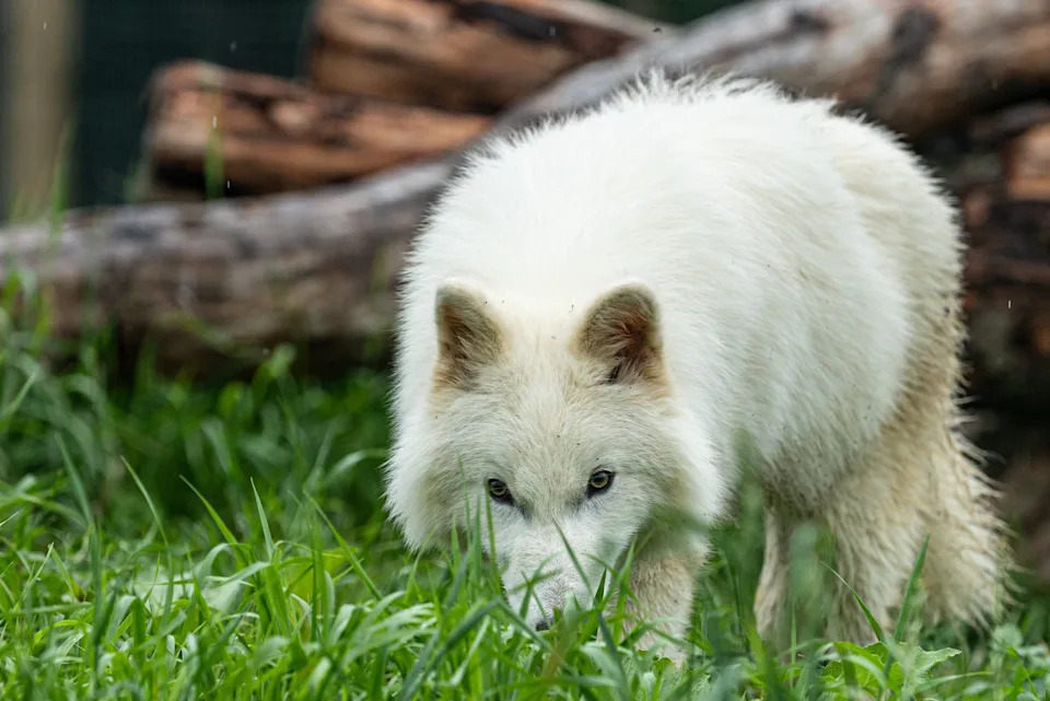Colossal: De-izumiranje Kao Alat Za Konzervaciju, Ne Samo Naučni Šou