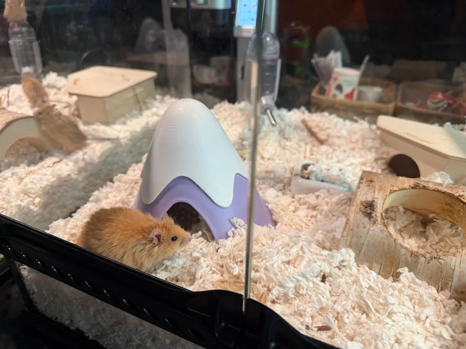 Colossal: De-izumiranje Kao Alat Za Konzervaciju, Ne Samo Naučni Šou