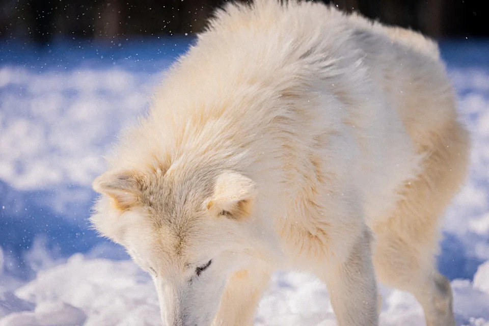 Colossal: De-izumiranje Kao Alat Za Konzervaciju, Ne Samo Naučni Šou