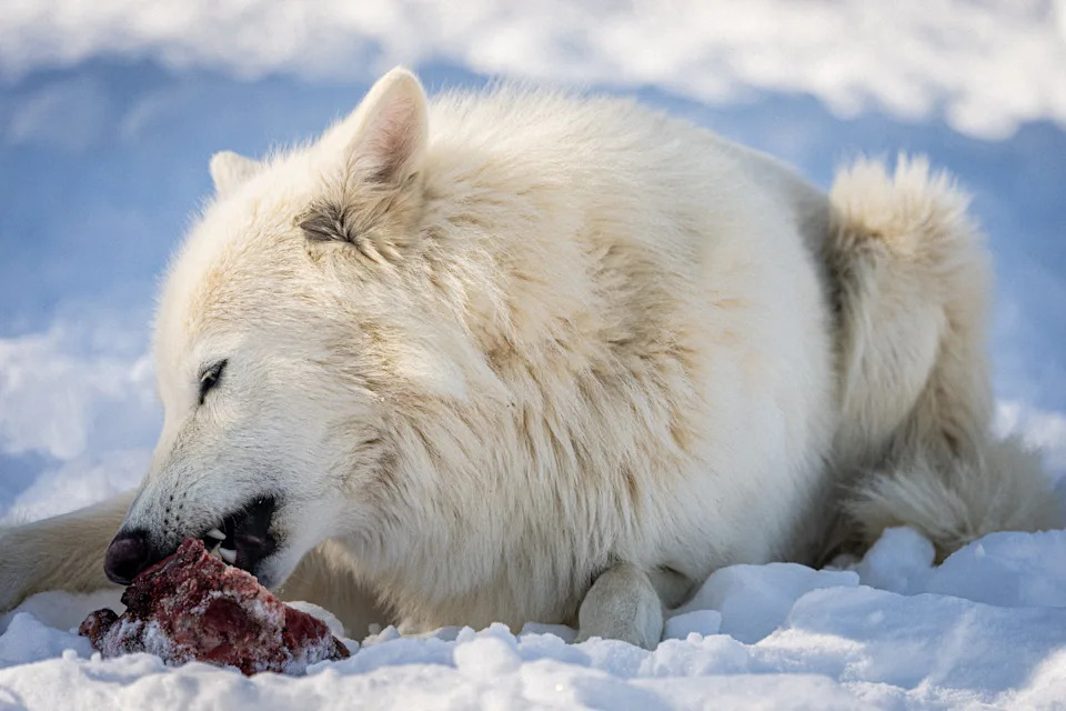 Colossal: De-izumiranje Kao Alat Za Konzervaciju, Ne Samo Naučni Šou
