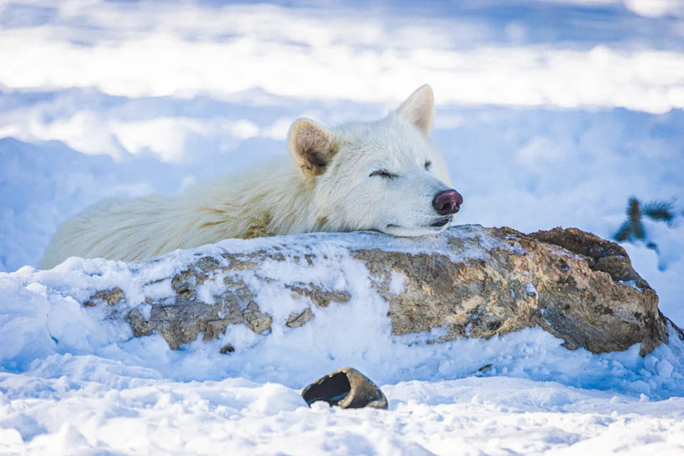 Colossal: De-izumiranje Kao Alat Za Konzervaciju, Ne Samo Naučni Šou