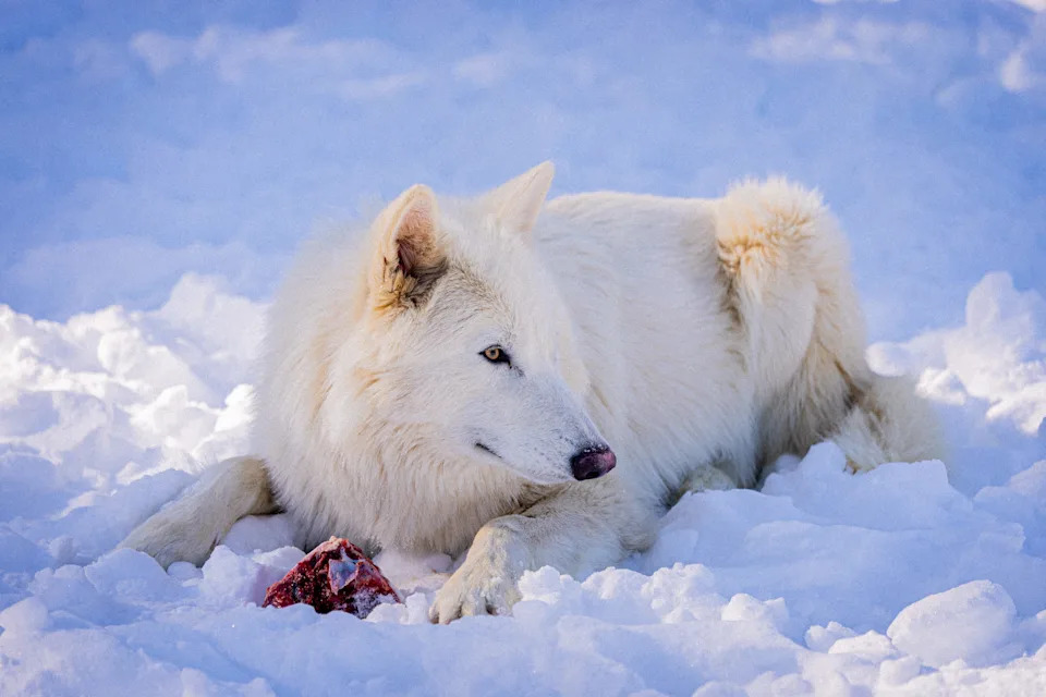 Colossal: De-izumiranje Kao Alat Za Konzervaciju, Ne Samo Naučni Šou