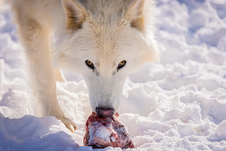 Colossal: De-izumiranje Kao Alat Za Konzervaciju, Ne Samo Naučni Šou
