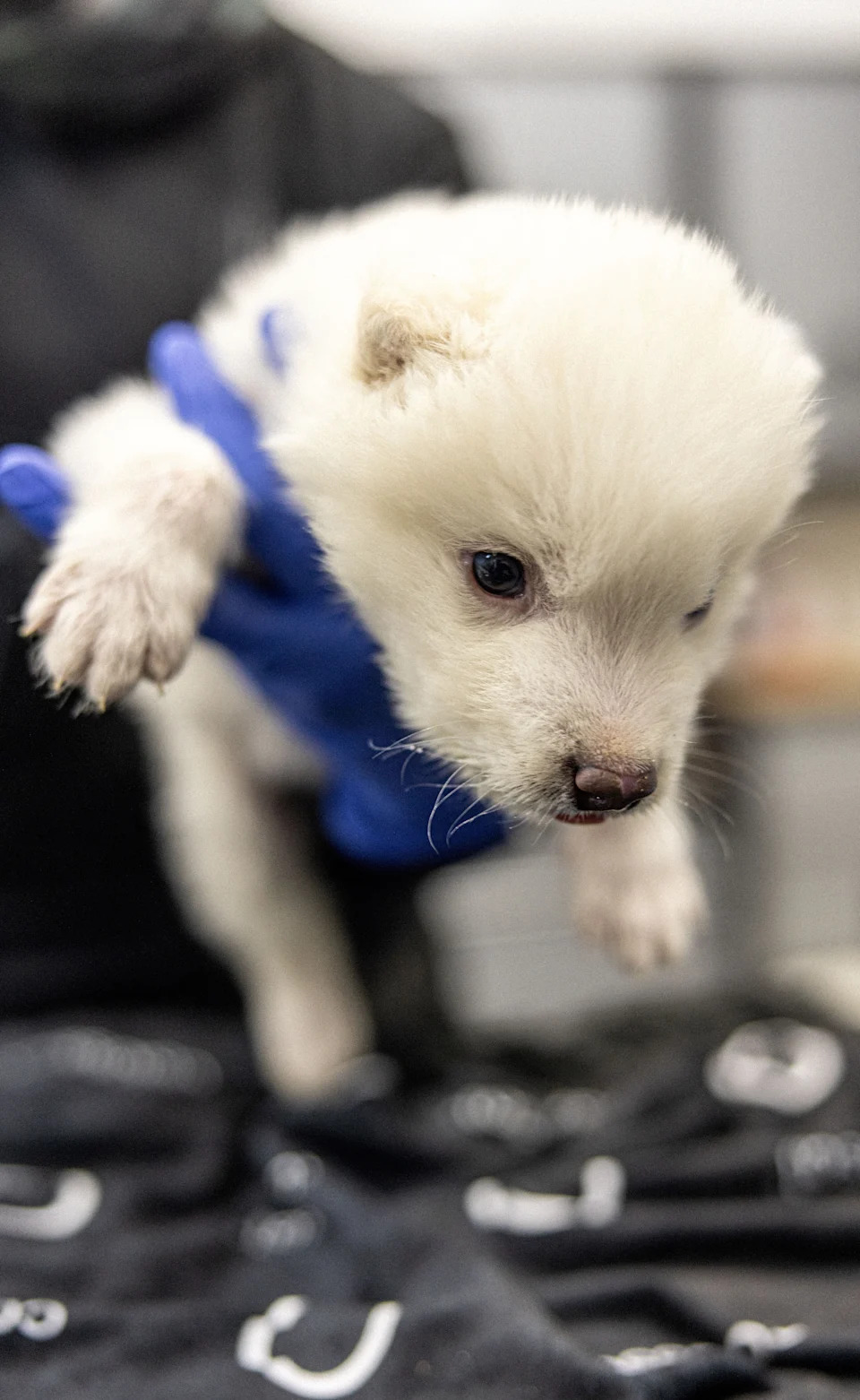 Colossal: De-izumiranje Kao Alat Za Konzervaciju, Ne Samo Naučni Šou