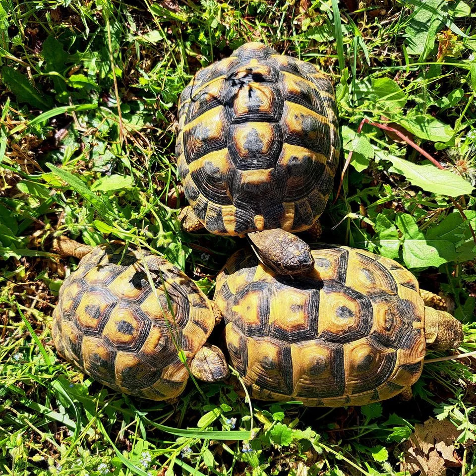 Ženke Hermannovih Kornjača Padaju Sa Litica Da Izbegnu Seksualnu Agresiju Mužjaka — Studija Upozorava Na Demografski Kolaps