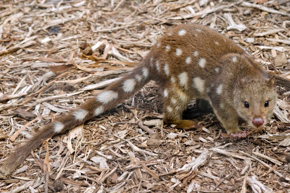 Rare Northern Quoll Rediscovered on Piccaninny Plains Trail Camera After 80 Years