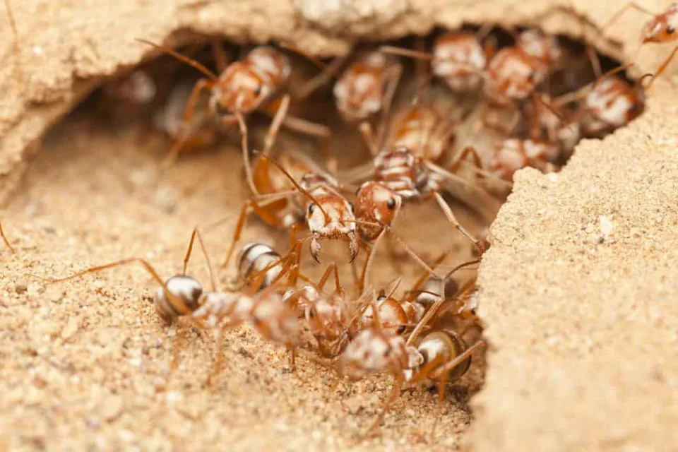 Trka po vrelom pesku: kako saharski srebrni mrav preteče sunce
