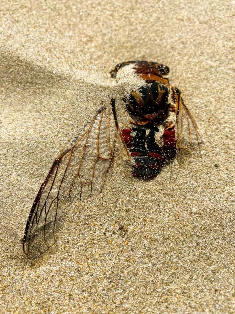 Trka po vrelom pesku: kako saharski srebrni mrav preteče sunce
