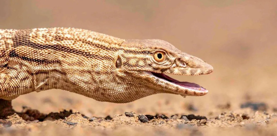 Trka po vrelom pesku: kako saharski srebrni mrav preteče sunce