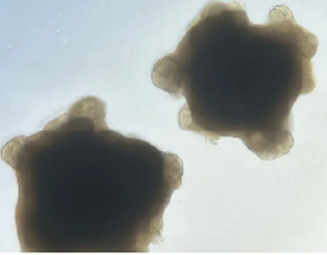 Mini-moždani organoidi naučeni da balansiraju virtuelni štap — adaptivna stimulacija podiže uspeh na 46%