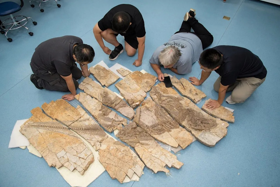 Haolong dongi — 125 miliona godina star 