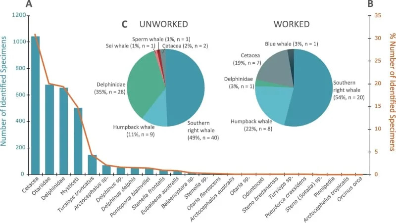 Otkriveno: Autohtone Zajednice Južnog Brazila Lovile Velike Kitove Pre 5.000 Godina
