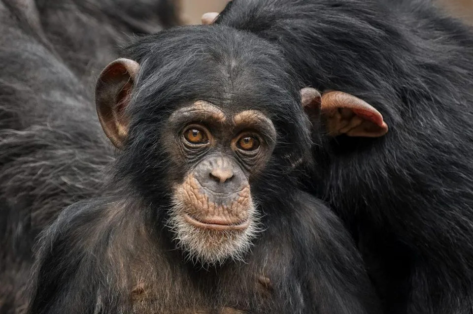 Zašto šimpanze lako menjaju mišljenje — nova studija otkriva racionalno vaganje dokaza