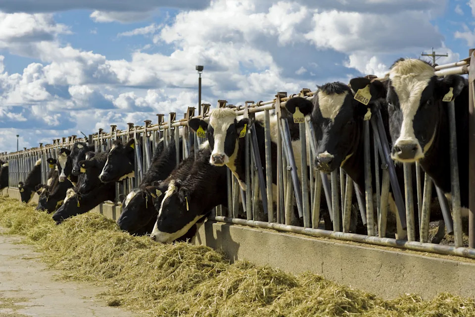 Why the Colorado River Is Running Out of Water — And How Cattle Farming Drives the Crisis