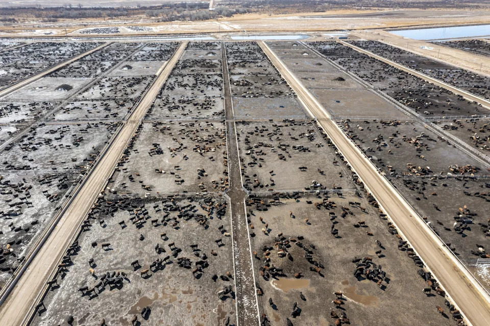 Why the Colorado River Is Running Out of Water — And How Cattle Farming Drives the Crisis