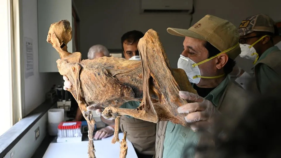 Pronađeno Sedam Prirodno Mumificiranih Geparda Kod Arara — DNK Otkriva Neočekivanu Podvrstu