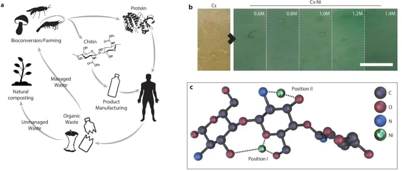 Novi hitozan: biopolimer koji pojačava čvrstoću kad se navlaži i može zameniti plastiku