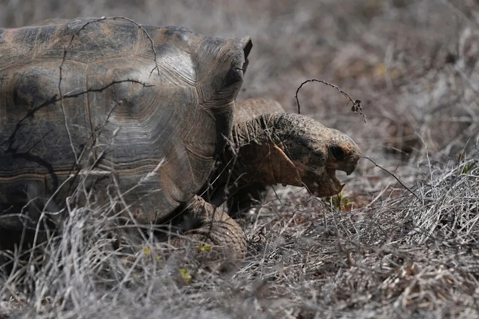 NASA Satellites Help Return 158 Giant Tortoises to Floreana After 150 Years
