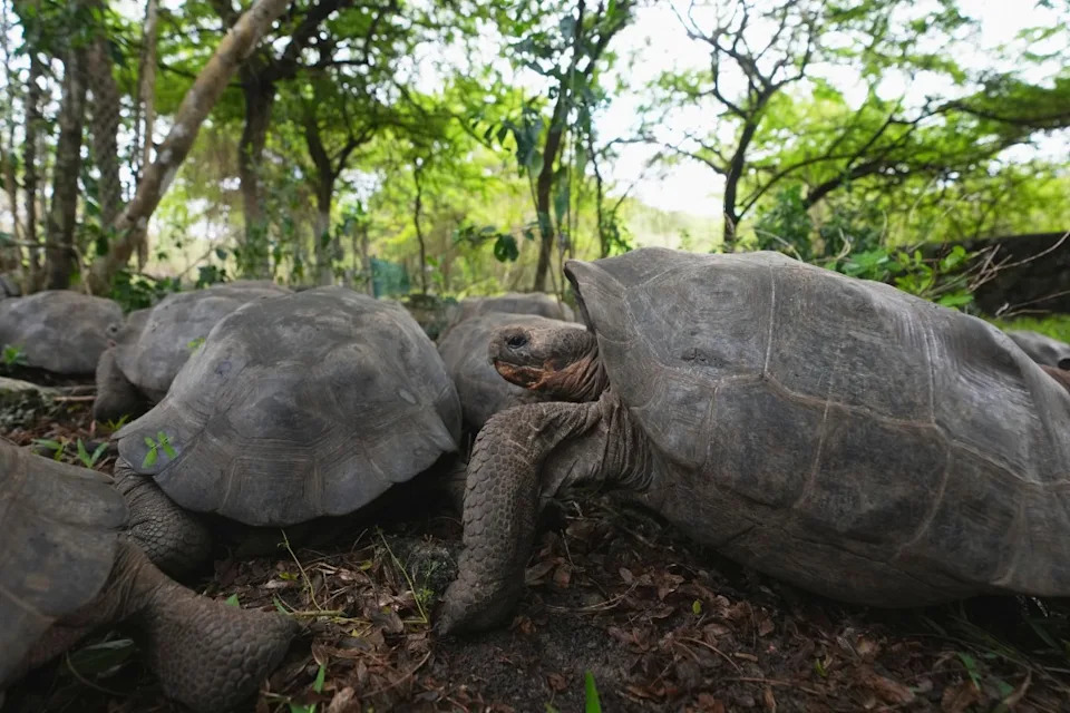 NASA Satellites Help Return 158 Giant Tortoises to Floreana After 150 Years